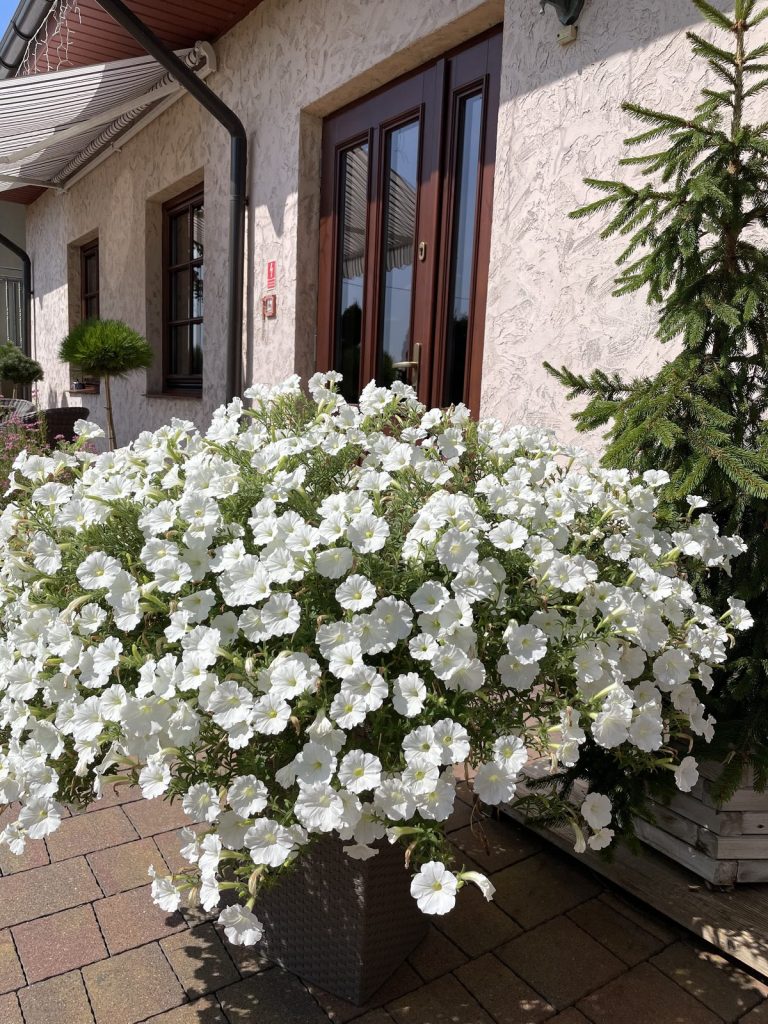 Ogród i otoczenie restauracji Mały Dworek w Szczęsnej koło Grójca (4)